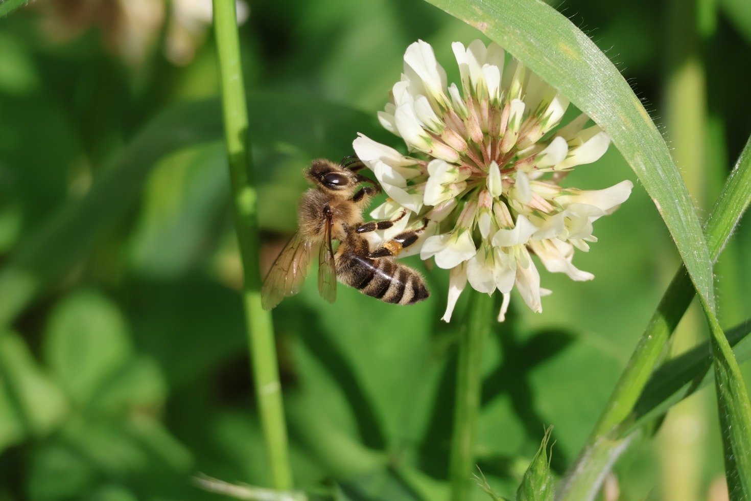 Die Bedeutung von Bienen für unser Ökosystem